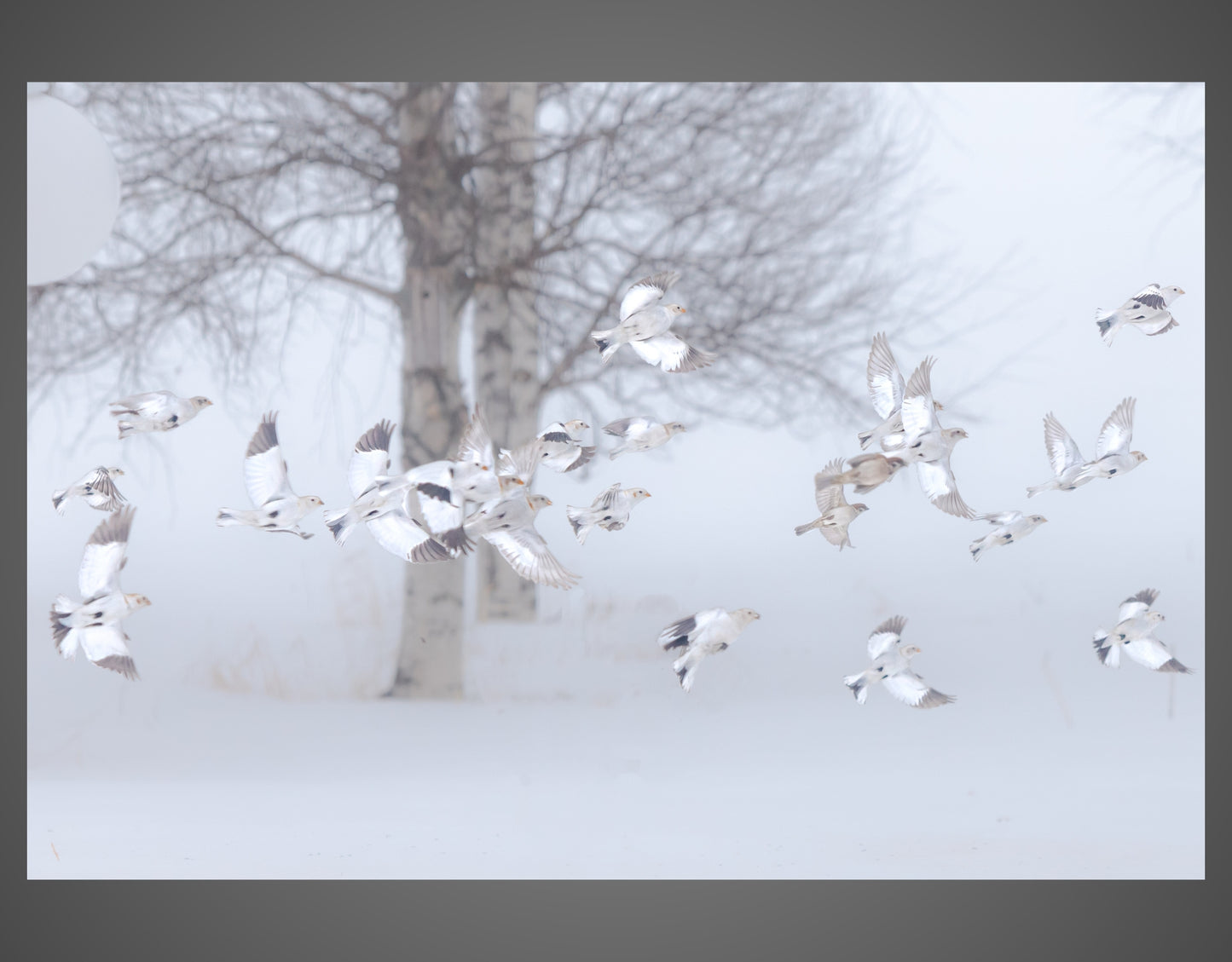 SIGNS OF SPRING IN LAPLAND