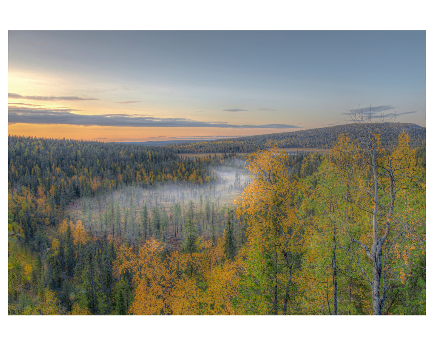 THE LANDSCAPE OF THE FOREST MAN