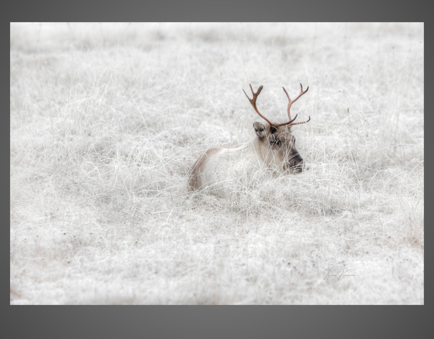 REINDEER'S FROSTY BED