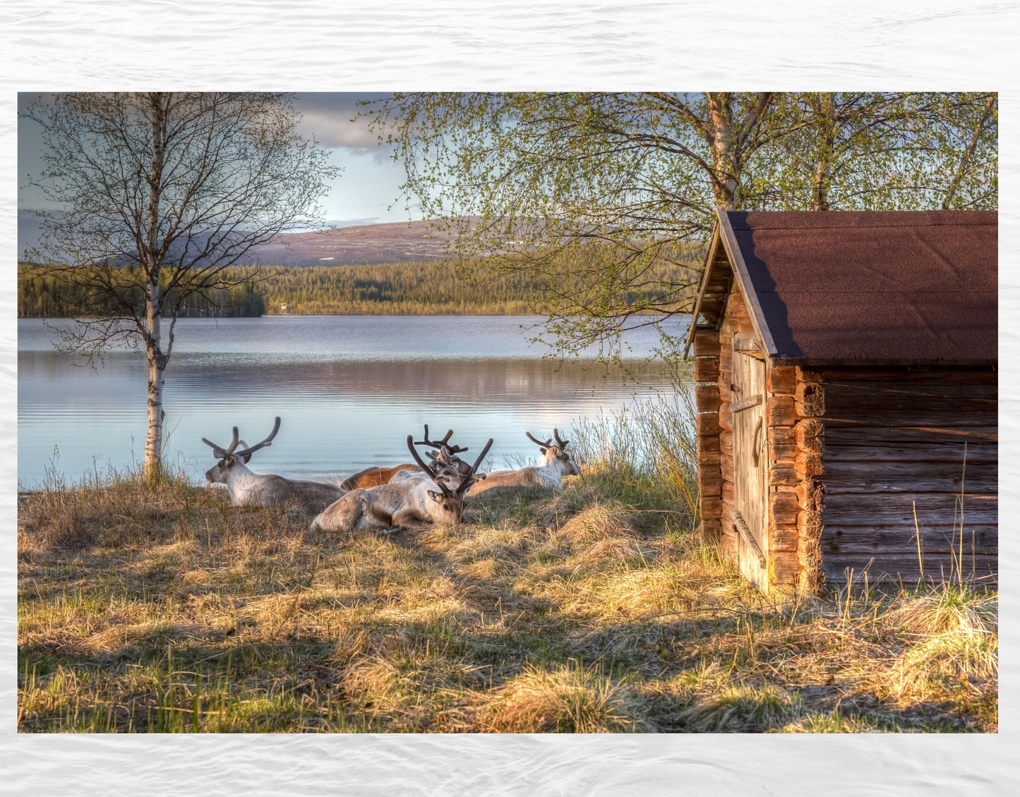 REINDEERS ON THE BEACH