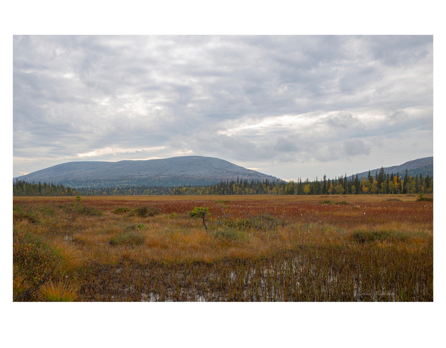 AUTUMN COLOR IN THE SWAMP