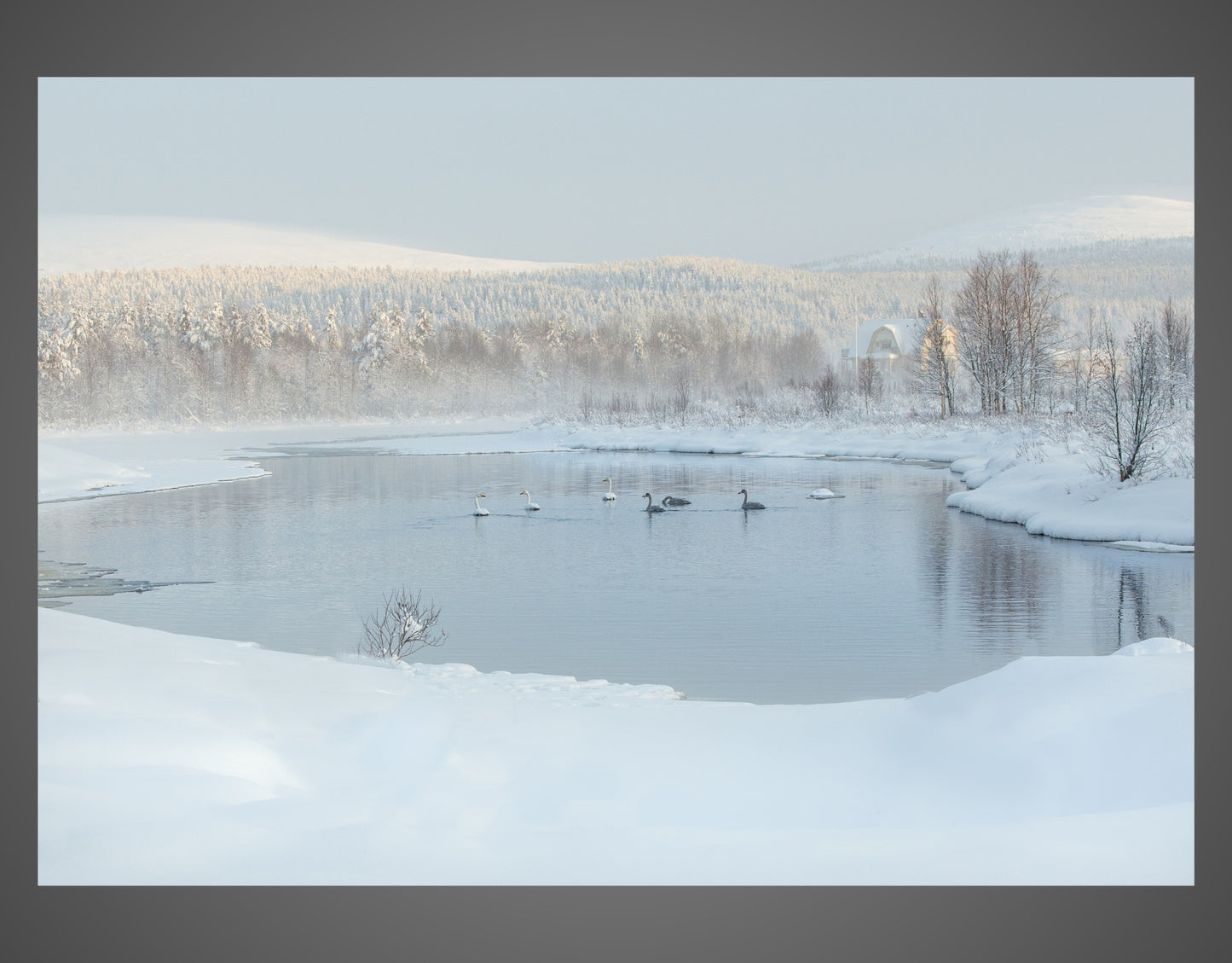 WINTER SWAN POND