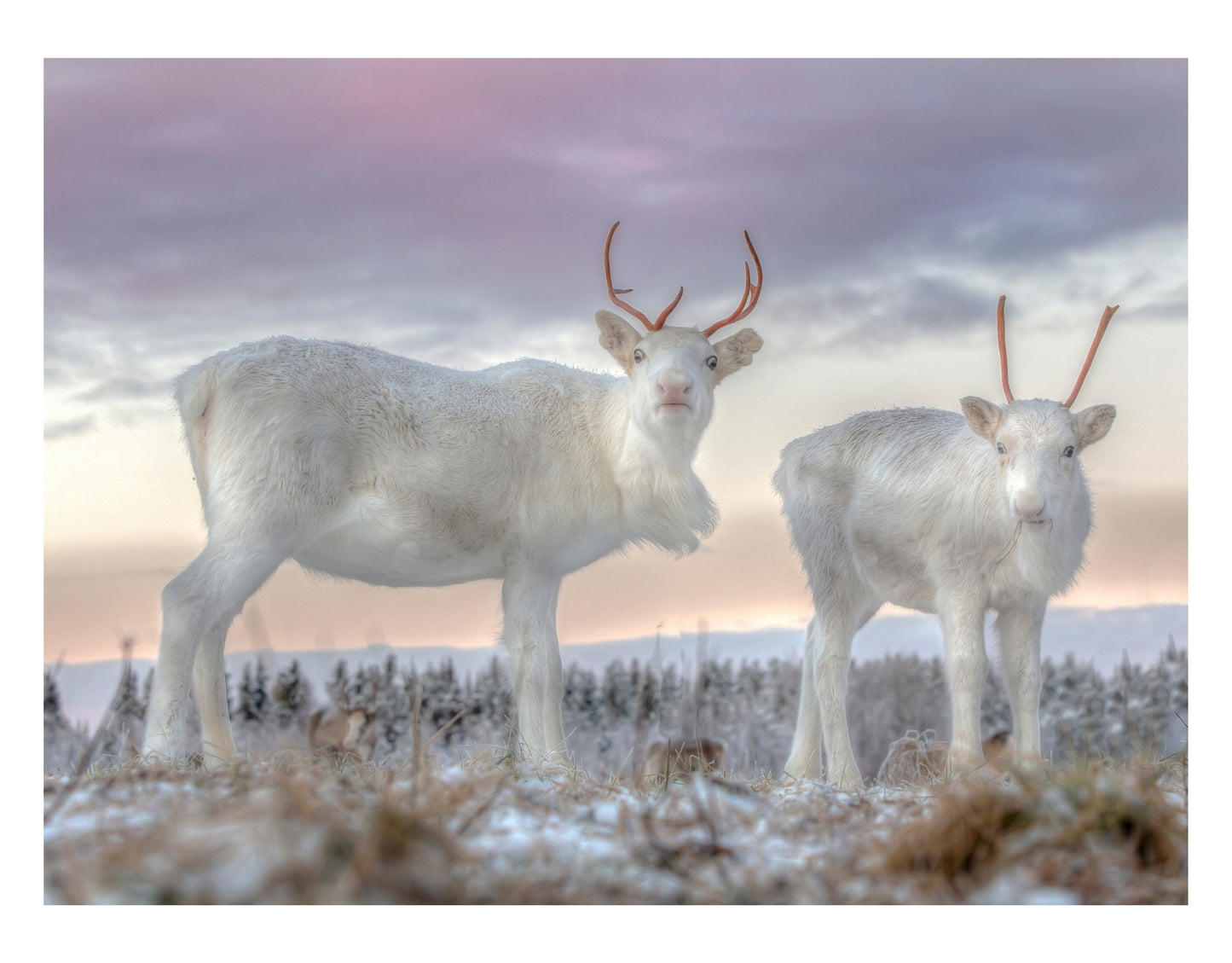 WHITE REINDEERS