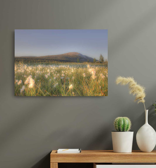 TUSSOCK GRASS ON A SUMMER NIGHT