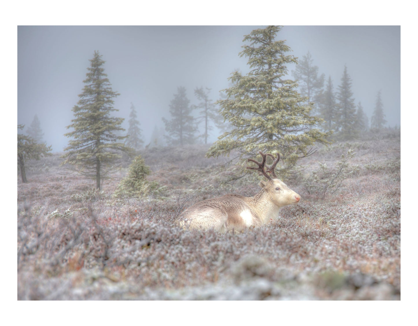 MORNING OF THE REINDEER